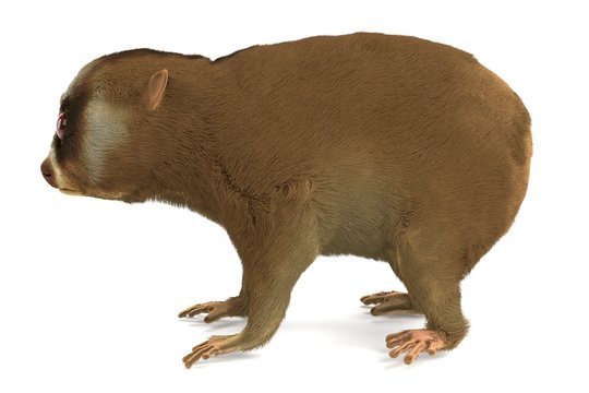 3d render of slow lori
