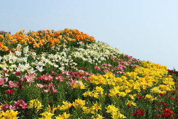 Fototapeta premium ゆり