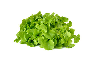 fresh green oak on white background