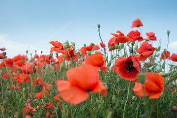Naklejka premium Mohnblumenwiese