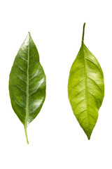 Obraz premium leaves mandarin