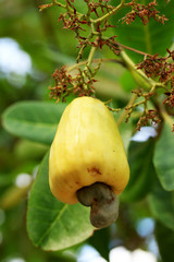cashew nut on tree