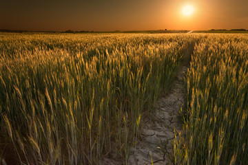 Field of wheat crops towards the setting sun © rasica