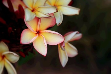 Frangipani flower