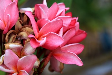 Frangipani flower