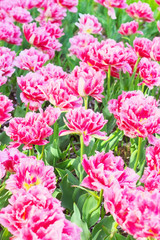 Tulip ’Crispion Sweet’