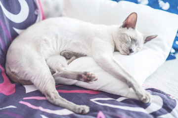 sleeping oriental cat