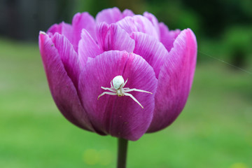 spider on tulip