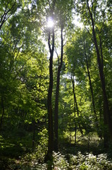 Fototapeta na wymiar Wald mit Gegenlicht