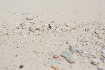 Fototapeta na wymiar Texture of sand, seashells and stones.