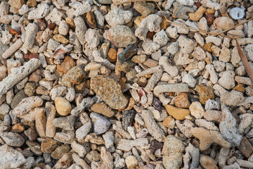 Coral and shell beach