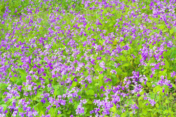Obraz na płótnie Canvas The flower garden of Chinese violet cress