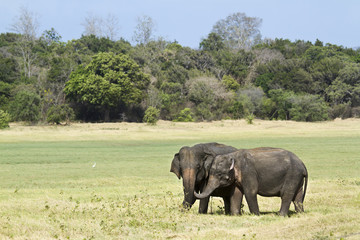 Asian elephant in Minneriya national park, Sri Lanka