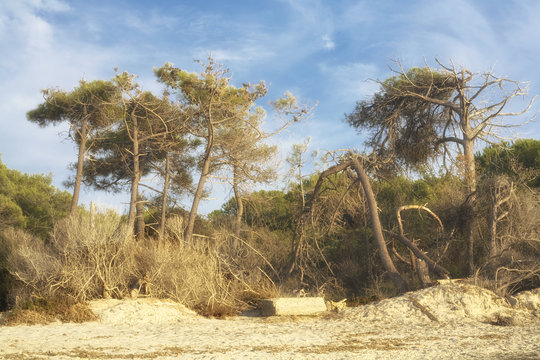 Vada, spiagge bianche