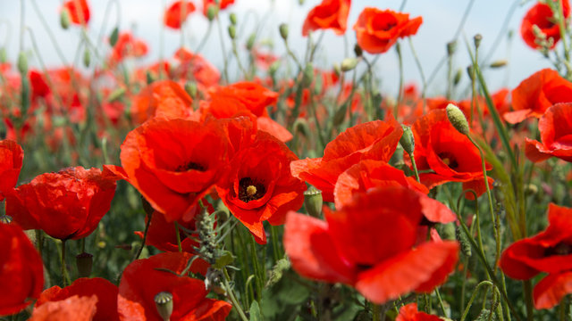 buntes Mohnblumen Panorama