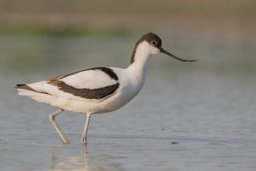 Pied avocet