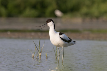 Pied avocet standing