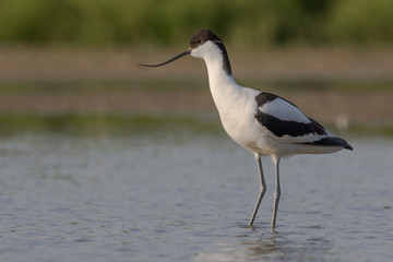 Pied avocet standing