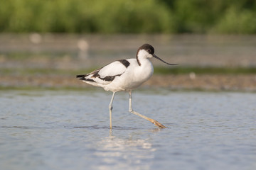 Pied avocet walking
