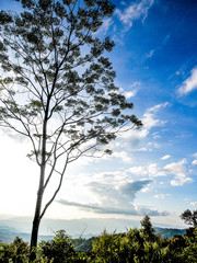 Tree with blue sky