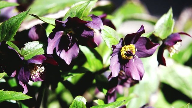 weinrote Lenzrosen im Wind