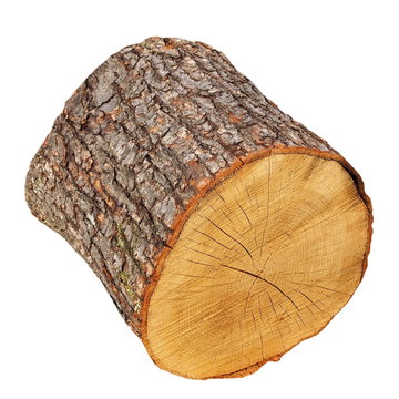 oak stump, log fire wood isolated on white background
