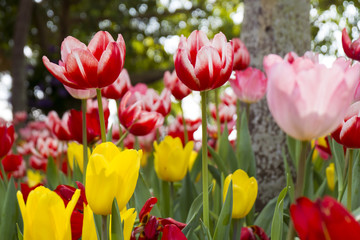 Fresh colorful tulips.