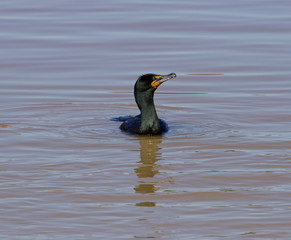 The cormorant