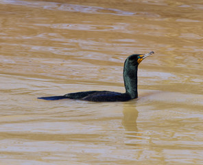 The confident cormorant