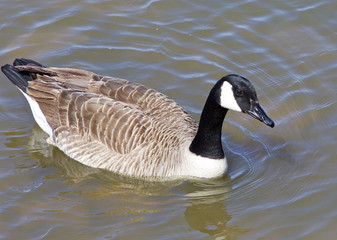 Goose close-up
