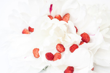 strawberries in white peonies