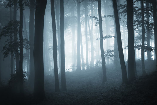 Fototapeta eerie foggy forest at night