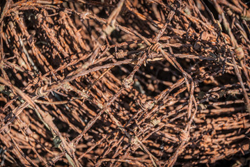 Rusty Barbed Wire