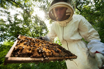 beekeeper with a frame full of bees
