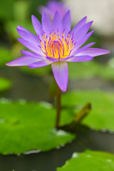 Lotus flower