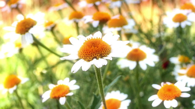 chamomile in meadow
