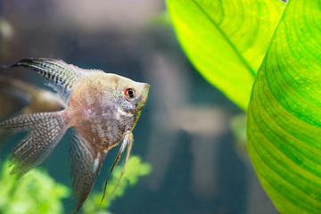 Pesce d'acquario