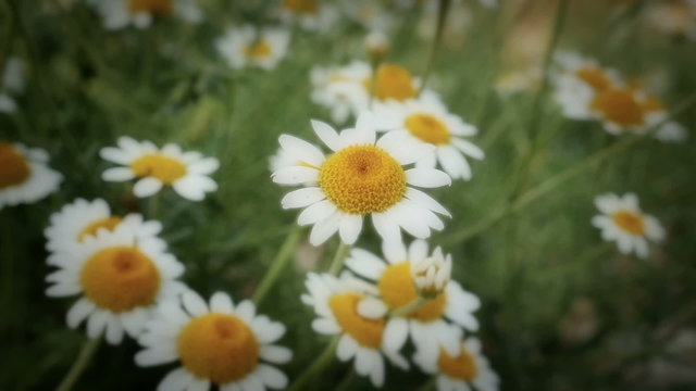 chamomile in meadow
