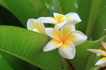 frangipani flower
