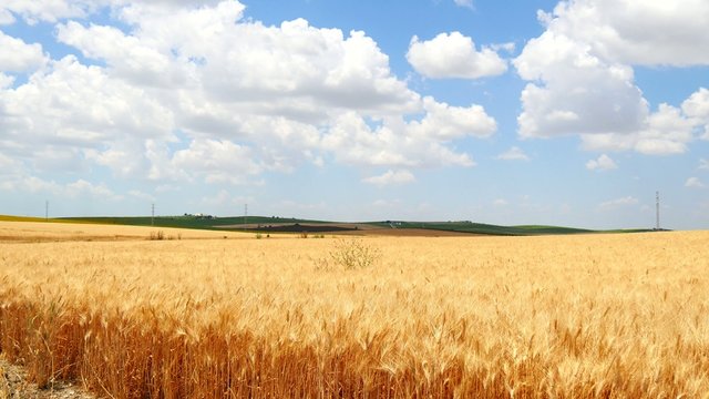 Ripe wheat field, blue sky, white clouds (4K)

