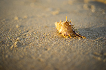 Shell on sand3