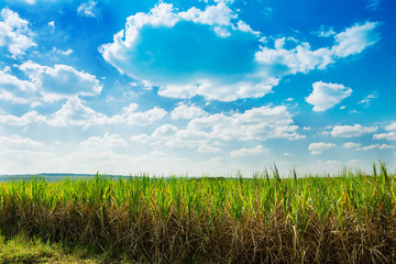 Sugarcane field in blue sky and white cloud in Thailand.