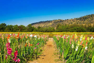 Meadow filled with wildflowers in the Utah mountains