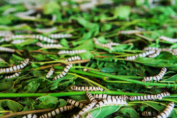 Silkworms eating mulberry leaf in the tray.