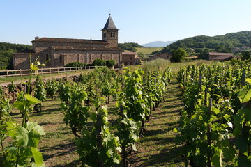 Vigne Côte du Rhône La Chapelle-Villars Vallée du Rhône France