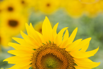 Obraz premium close-up of a beautiful sunflower in a field