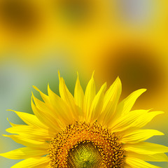 close-up of a beautiful sunflower in a field