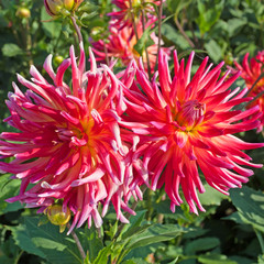 Dahlien