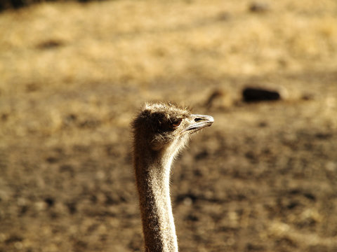 Young Ostrich Closeup Of Head And Neck