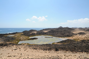 Saladar del Faro sur l'îlot de Lobos à Fuerteventura